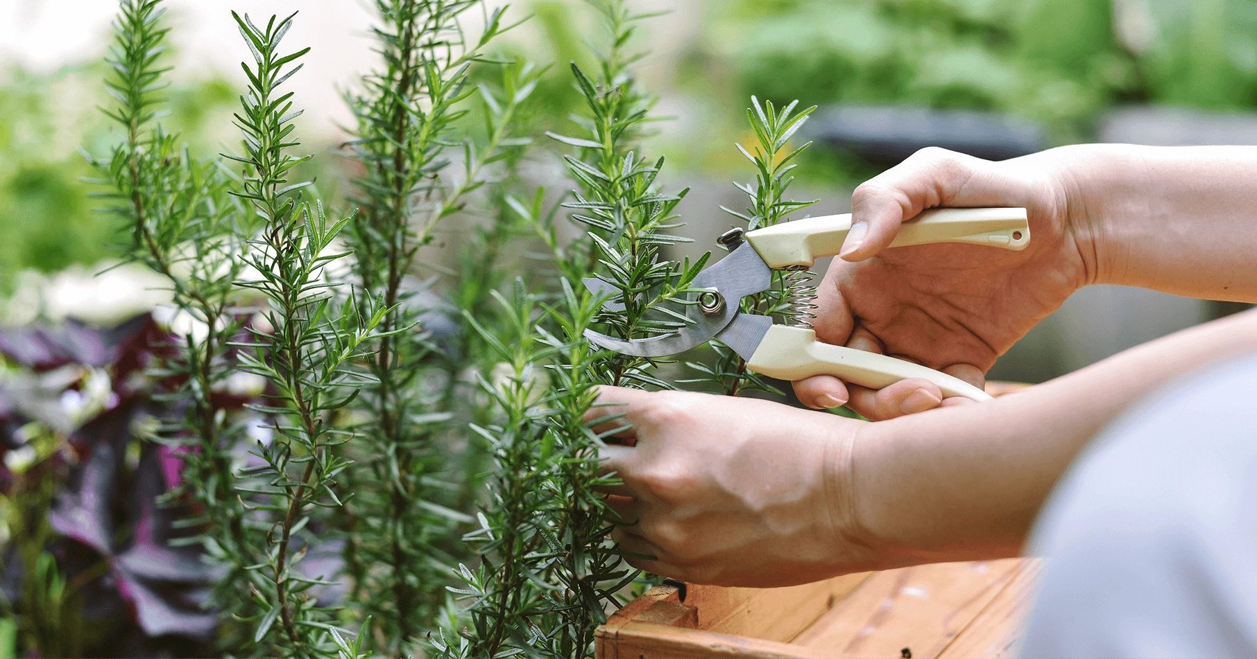 scented herbs